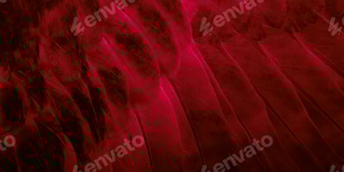 Preview: red feather pigeon macro photo. texture or background