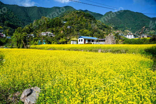 Preview: Blossoming Mustard Fields of Bhardeu Village, Lalitpur, Nepal