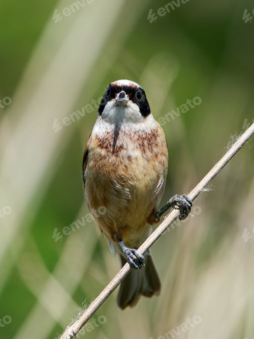 Preview: European penduline tit (Remiz pendulinus)