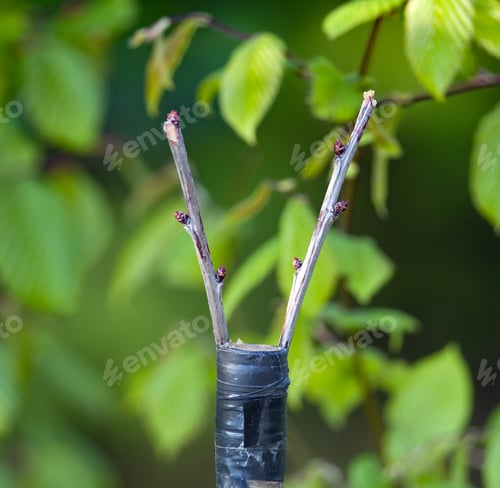 Preview: trees renovation