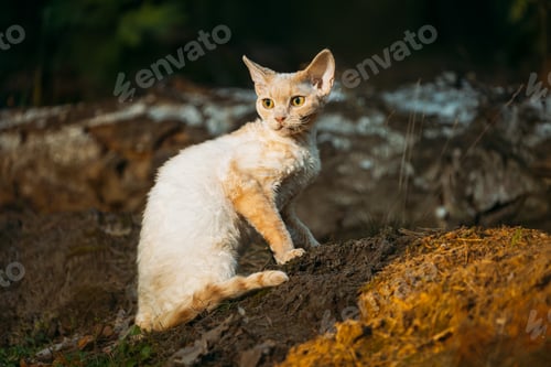 Preview: Cute Funny Curious Playful Beautiful Devon Rex Cat walking in park grass. Obedient Devon Rex Cat