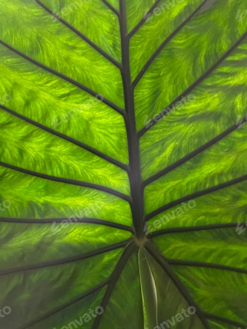 Preview: Leaves