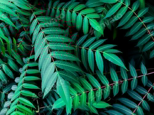 Preview: Dark Green Red Topical Leaves Natural Plant Textured Background