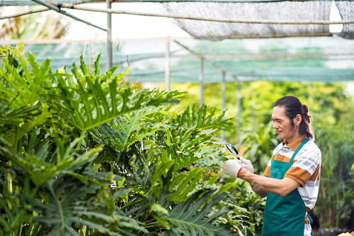 Preview: Checking plant leaves