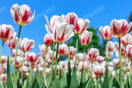 Preview: White and red tulips against blue sky. Natural spring flower background.