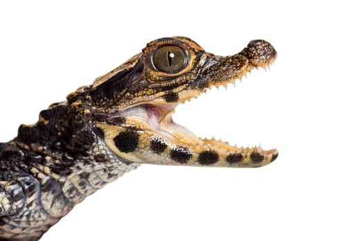 Preview: Dwarf crocodile
