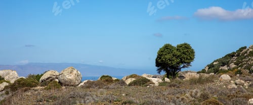 Preview: Greece Volax village Tinos island Cyclades. Small tree between huge granite rock sunny day. Banner