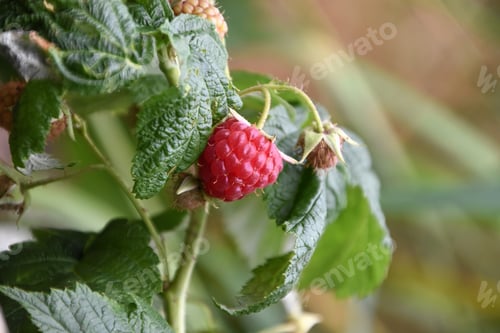 Preview: ripe and ready to eat raspberry on raspberry plant