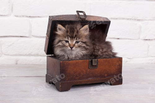 Preview: Adorable kitten in wooden trunk on white background