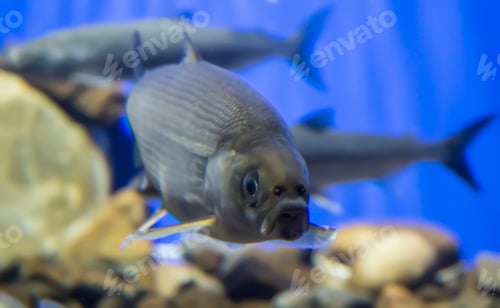 Preview: Baikal omul is swimming underwater