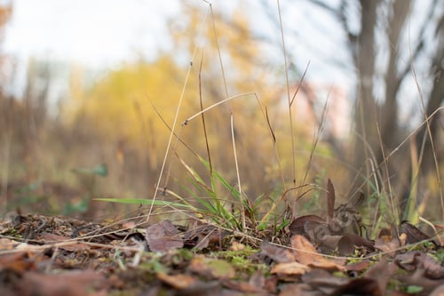 Preview: Selective focus. Abstract background with autumn grass. Macro.