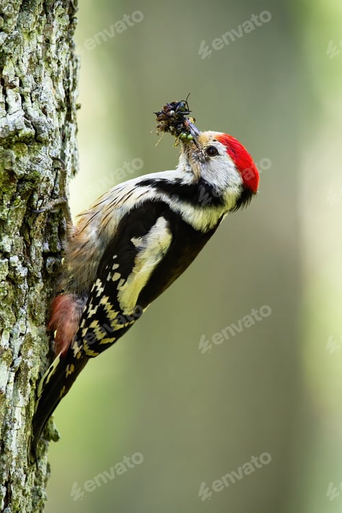 Preview: Middle spotted woodpecker clinging on bark of tree trunk in summer forest