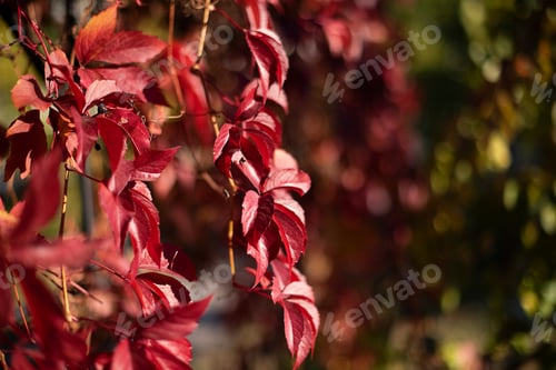 Preview: Natural background from red leafs of wild grape,negative space for text,natural background.