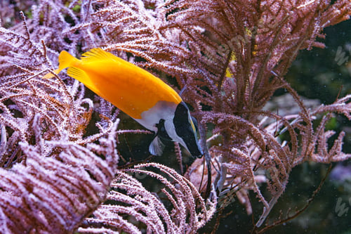 Preview: Foxface Rabbitfish Siganus Vulpinus Feeding On Coral Reef Aquarium Background