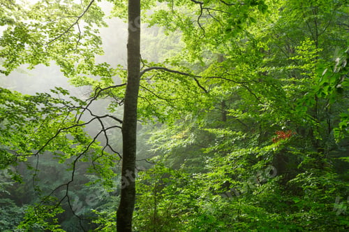 Preview: Colorful forest