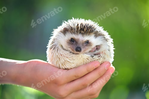 Preview: Human hands holding little african hedgehog pet outdoors on summer day.