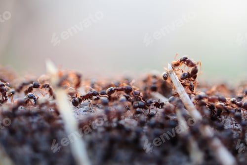 Preview: Ant Life