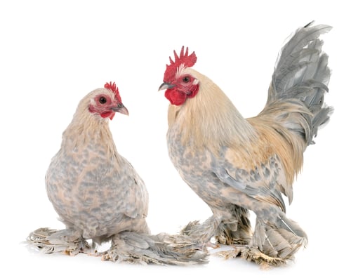 Preview: Dutch Booted Bantam