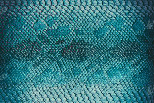 Preview: Snake skin background. Close up.