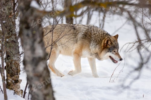 Preview: Eurasian wolf strolling through bare trees on snow