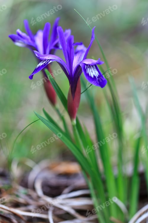 Preview: mountain iris