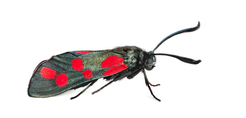 Preview: Six-spot burnet, Zygaena filipendulae in front of a white background