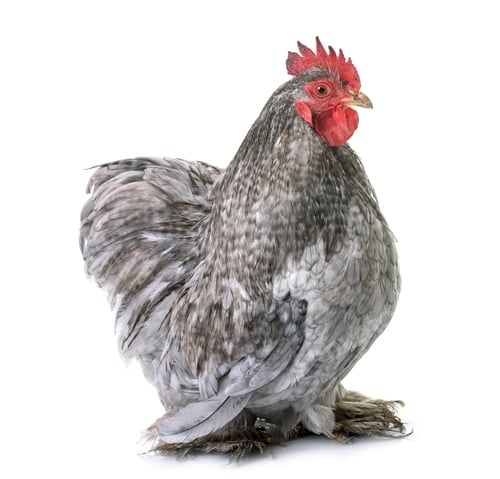 Preview: pekin chicken in studio