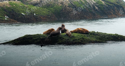 Preview: Group of sea lions on small green island in Inside Passage, Alaska