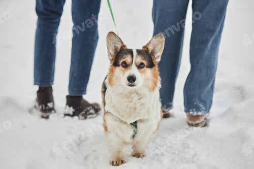 Preview: Cute corgi dog with leash and harness looking at camera enjoying walk in winter