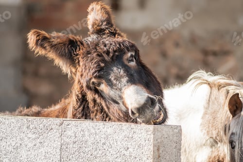 Preview: Funny donkey laughing showing teeth in pen on farm in sunlight