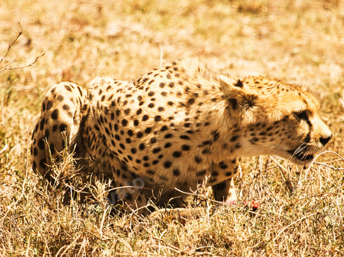 Preview: A Best wildlife destinations in the world