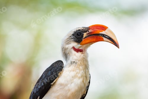 Preview: Red-billed Hornbill (Tokus) at El Karama Ranch, Laikipia County, Kenya