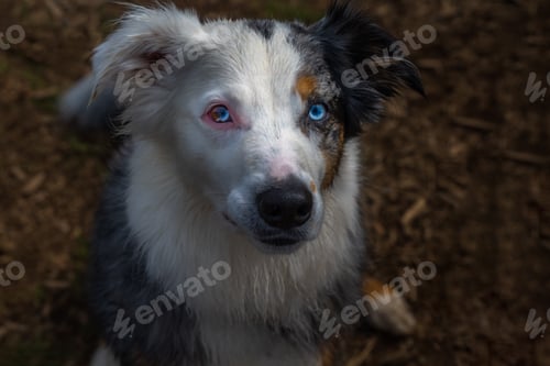 Preview: Australian Shepard with Stunning Eyes