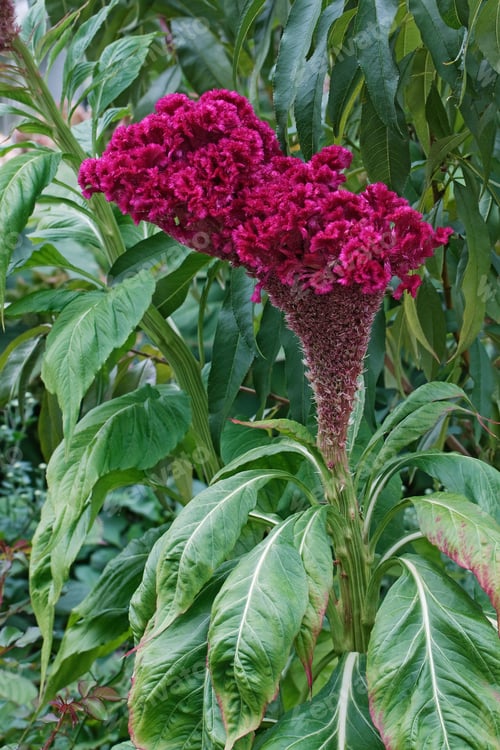 Preview: Cockscomb Flower (Celosia Argentea Var. Cristata).