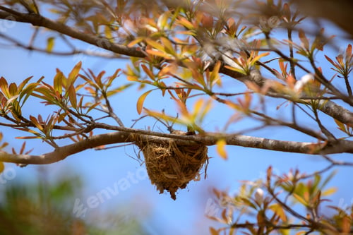 Preview: An empty birds nest hangs on a tree branch,