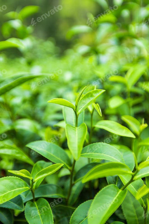 Preview: Top of Green tea leaf in the morning. Closeup