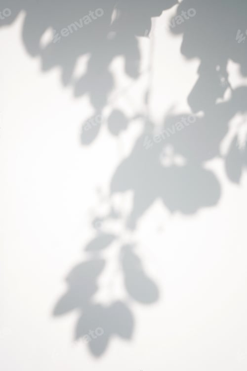 Preview: Shadow of foliage on white background. Overlay.
