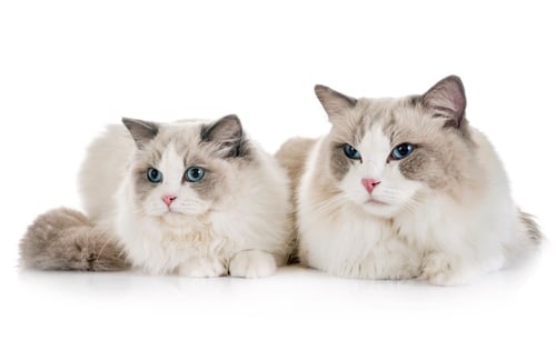 Preview: ragdoll cats in studio