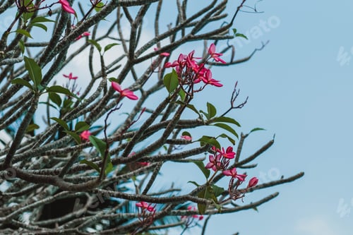 Preview: Tree plumeria rubra in tropical climate, close-up