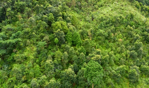 Preview: Lush green trees in tropical forest. Nature landscape background.