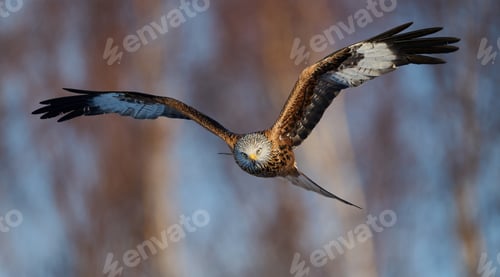 Preview: Red kite (Milvus milvus)