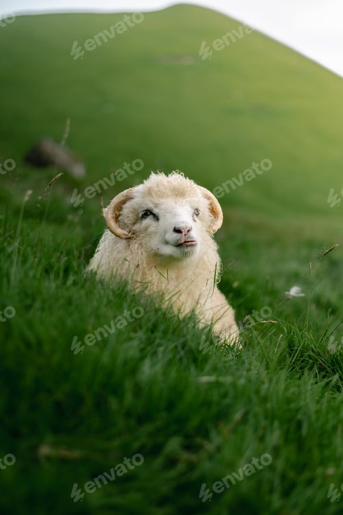 Preview: Sheep Near Kallur Lighthouse in Faroe Islands