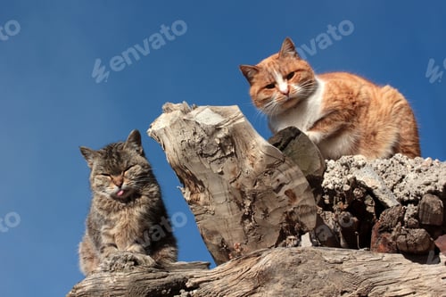 Preview: cute cats standing on the tree