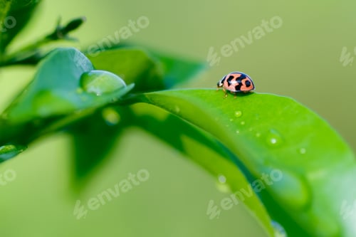Preview: lady bug