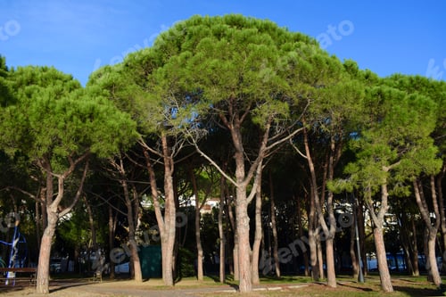 Preview: Pine trees