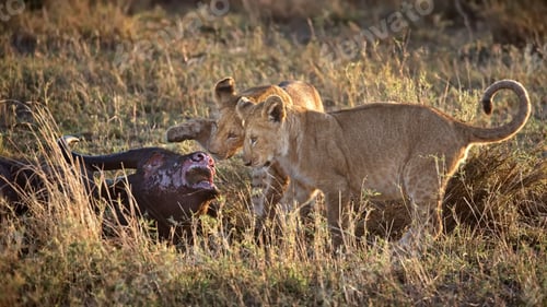 Preview: Lions eating a dead bull in a dry yellow field, Serengeti, Tanzania
