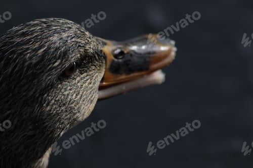 Preview: Duck Close-Up