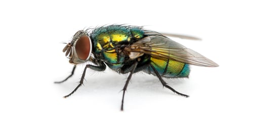 Preview: Side view of a Common green bottle fly, Phaenicia sericata, isolated on white