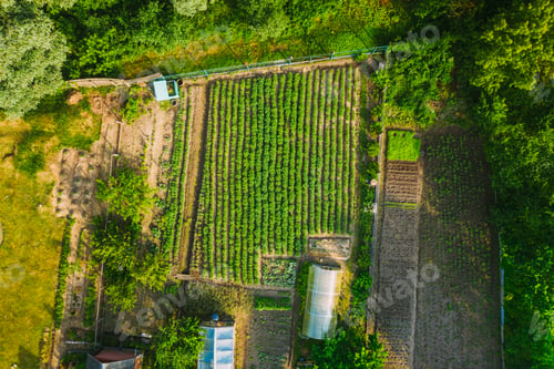 Preview: Aerial View Of Vegetable Garden In Small Town Or Village. Potato Plantation And Greenhouse At Summer