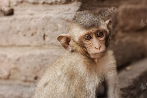 Preview: Young of monkey in zoo.